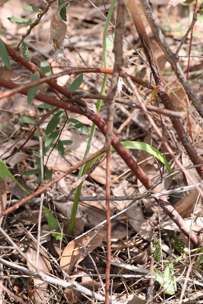 Thelymitra paludosa, photographed by Hugo Innes