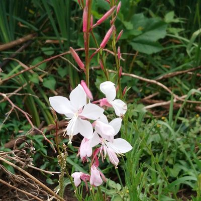 Oenothera lindheimeri, photographed by Henry de Lange