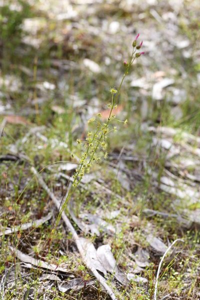 Drosera neesii, photographed by Hugo Innes