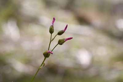 Drosera neesii, photographed by Hugo Innes