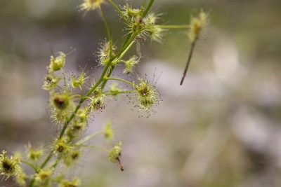 Drosera neesii, photographed by Hugo Innes