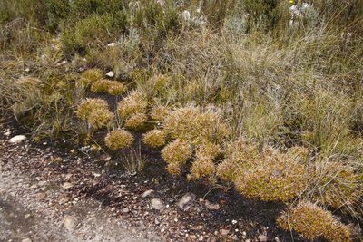 Juncus lomatophyllus, photographed by Tony Rebelo