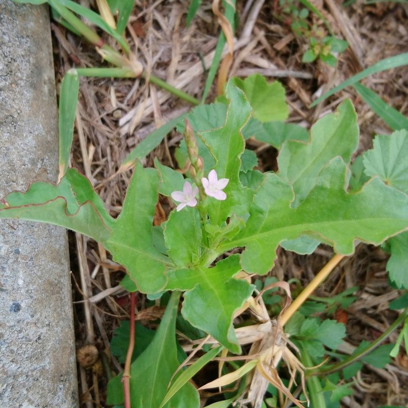 Oxygonum sinuatum, photographed by Henry de Lange
