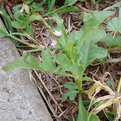 Oxygonum sinuatum, photographed by Henry de Lange
