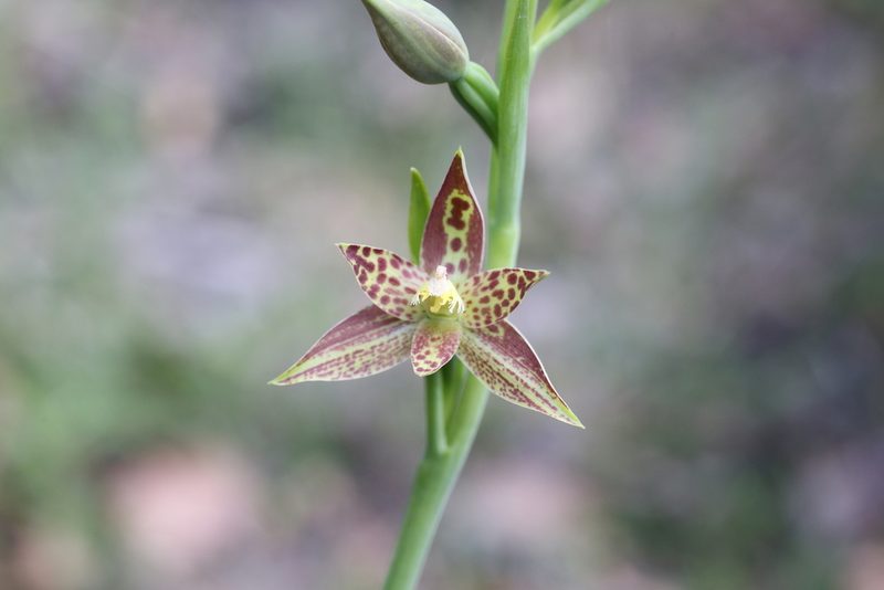 Thelymitra benthamiana, photographed by Hugo Innes