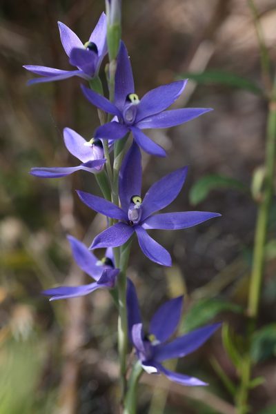 Thelymitra paludosa, photographed by Hugo Innes