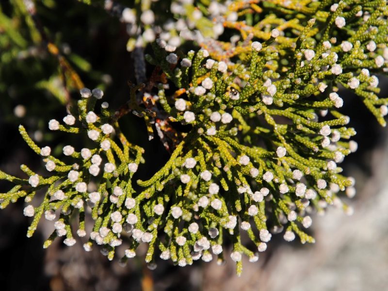 Brunia microphylla, photographed by Tony Rebelo