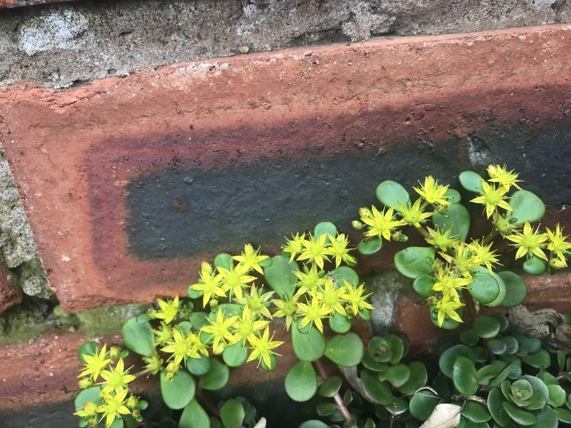 Sedum tetractinum, photographed by Presha Soogrim
