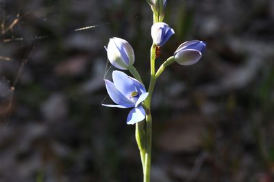 Thelymitra crinita, photographed by Hugo Innes