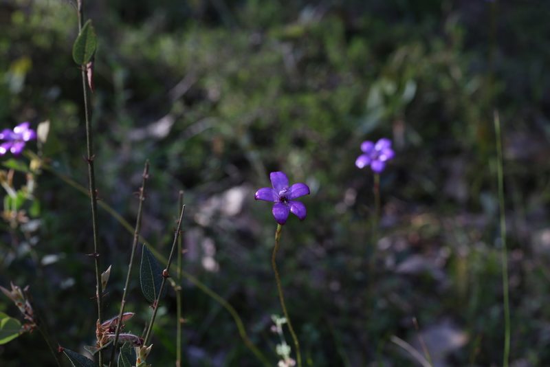 Caladenia brunonis, photographed by Hugo Innes