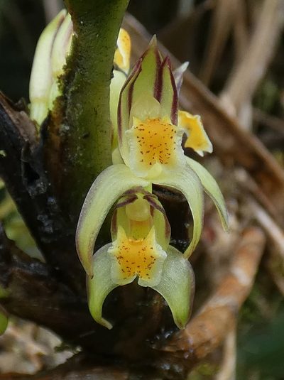 Maxillaria repens, photographed by Kai Squires