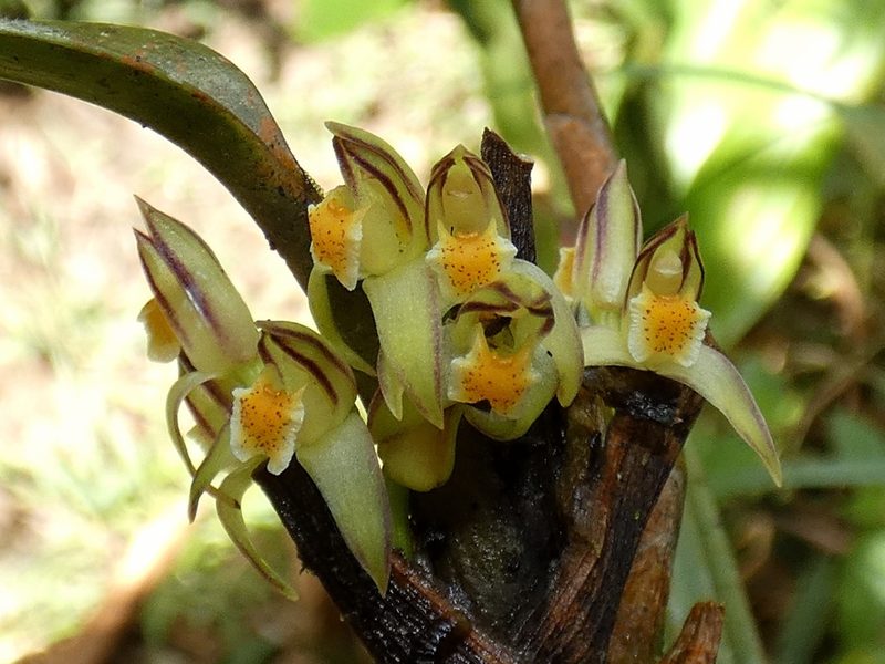 Maxillaria repens, photographed by Kai Squires