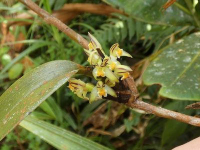 Maxillaria repens, photographed by Kai Squires