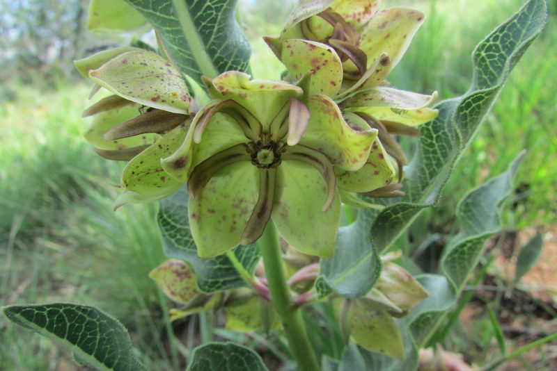 Pachycarpus macrochilus, photographed by James Deacon