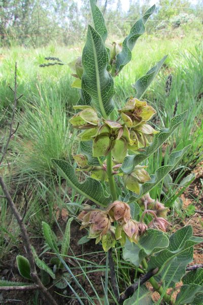 Pachycarpus macrochilus, photographed by James Deacon