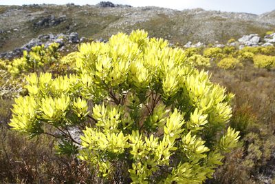 Leucadendron microcephalum, photographed by Tony Rebelo