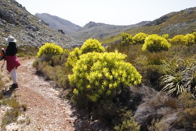 Leucadendron microcephalum, photographed by Tony Rebelo