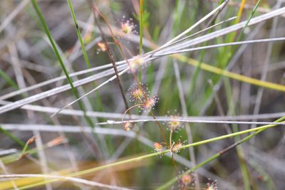 Drosera barbigera, photographed by Hugo Innes