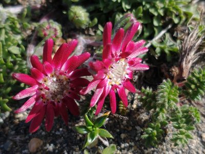 Leucheria purpurea, photographed by Tabaré Barreto