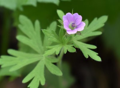 Geranium bicknellii, photographed by Eric Lamb