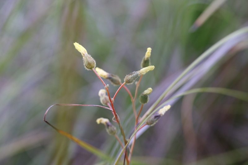 Drosera sulphurea, photographed by Hugo Innes