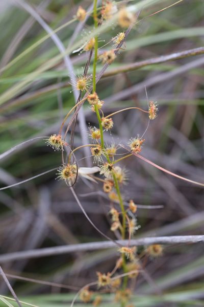 Drosera sulphurea, photographed by Hugo Innes