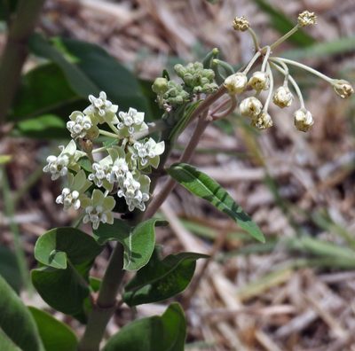 Asclepias mellodora, photographed by Hugo Hulsberg