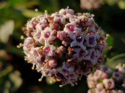 Valeriana carnosa, photographed by Tabaré Barreto