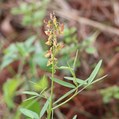 Crotalaria lanceolata, photographed by Mark Apgar
