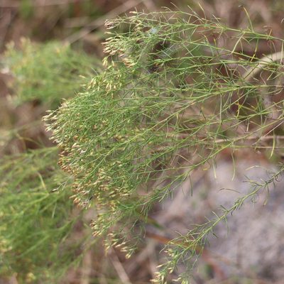 Euthamia caroliniana, photographed by Mark Apgar