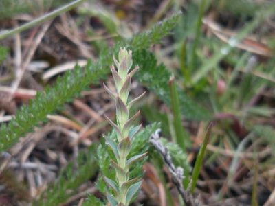 Arjona patagonica, photographed by Tabaré Barreto