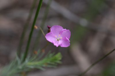 Drosera barbigera, photographed by Hugo Innes