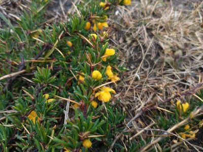 Berberis empetrifolia, photographed by Tabaré Barreto