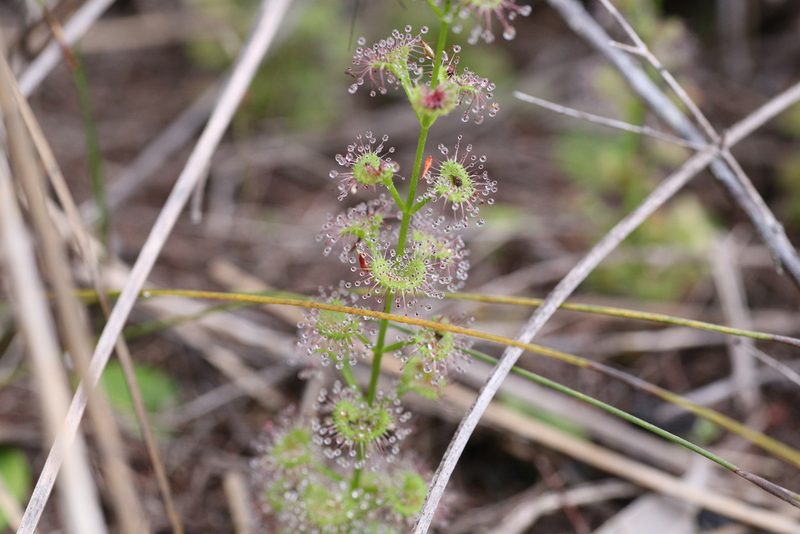 Drosera platypoda, photographed by Hugo Innes