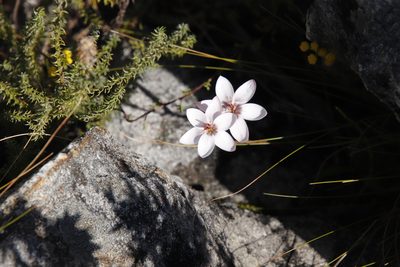 Geissorhiza ovata, photographed by Tony Rebelo