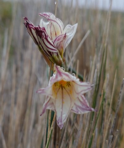Olsynium biflorum, photographed by Tabaré Barreto