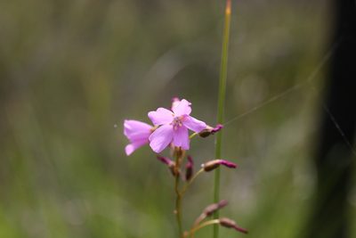 Drosera barbigera, photographed by Hugo Innes