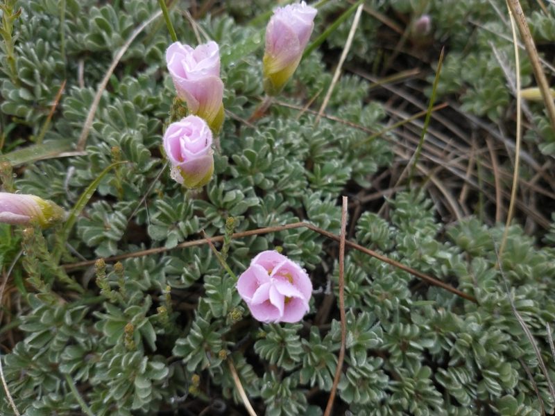 Oxalis enneaphylla, photographed by Tabaré Barreto
