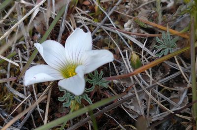 Oxalis laciniata, photographed by Tabaré Barreto