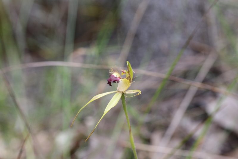 Caladenia brownii, photographed by Hugo Innes