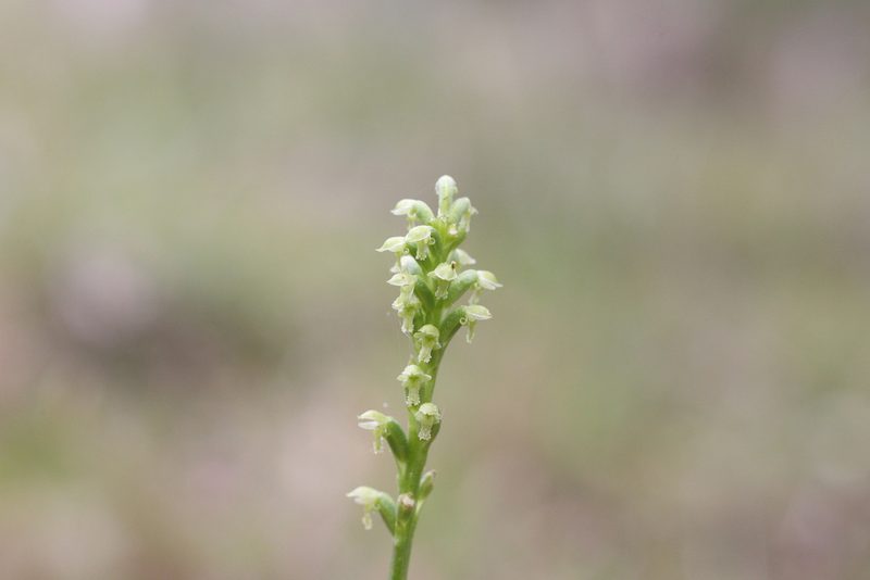 Microtis alboviridis, photographed by Hugo Innes