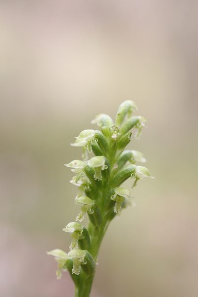 Microtis alboviridis, photographed by Hugo Innes