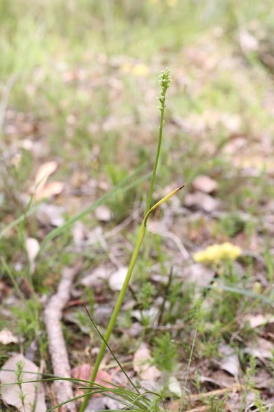 Microtis alboviridis, photographed by Hugo Innes