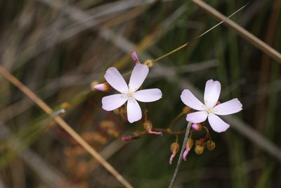 Drosera barbigera, photographed by Hugo Innes