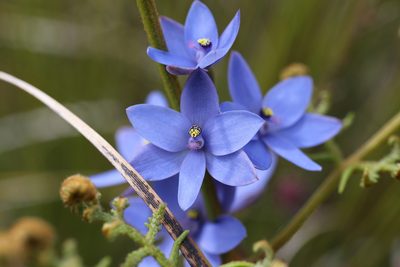 Thelymitra crinita, photographed by Hugo Innes