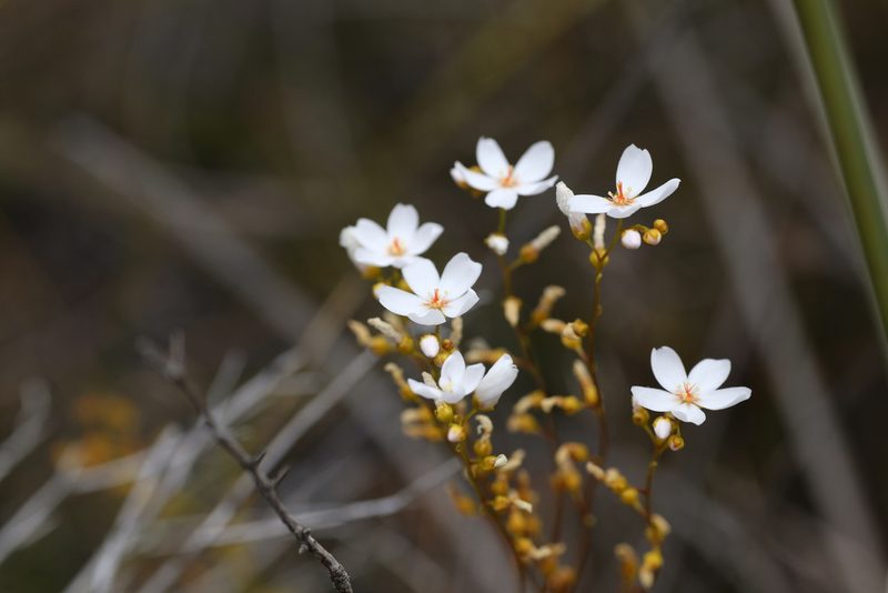 Drosera myriantha, photographed by Hugo Innes