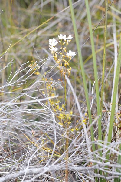 Drosera myriantha, photographed by Hugo Innes