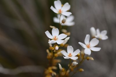 Drosera myriantha, photographed by Hugo Innes
