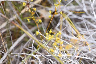 Drosera myriantha, photographed by Hugo Innes
