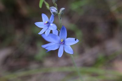 Thelymitra crinita, photographed by Hugo Innes